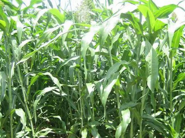 甜高粱的田間管理方法和收割利用技術