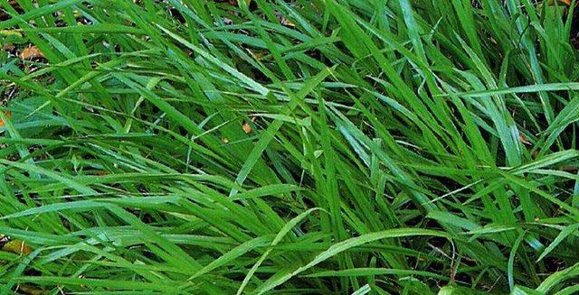 百喜草如何種植，種植方法是什么？