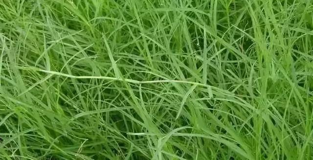 花園草坪的種植方法與養(yǎng)護管理經(jīng)驗