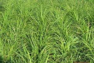 野牛草優(yōu)點優(yōu)勢有哪些,野牛草有著非常不錯的經(jīng)濟價值 野牛草優(yōu)點優(yōu)勢有哪些,野牛草有著非常不錯的經(jīng)濟價值