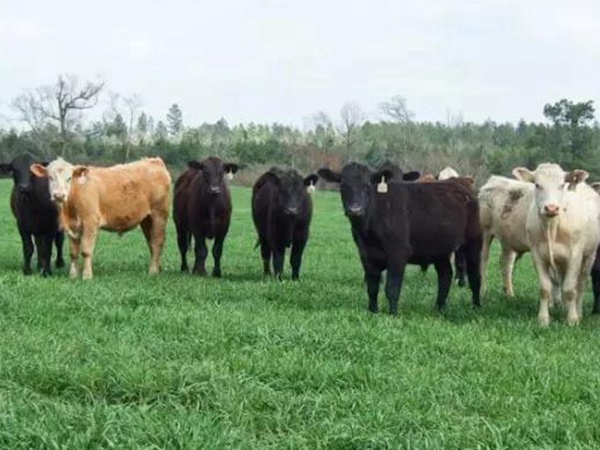 高產優質牧草一年生黑麥草品種—牧大師（Grazemaster）