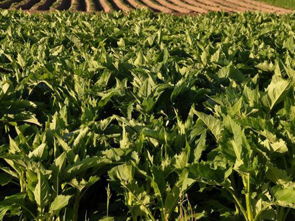 串葉松香飼用價值及方法以及播種技術 串葉松香飼用價值及方法以及播種技術