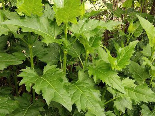 串葉松香草牧草——養畜禽種牧草選對品種很重要 串葉松香草牧草——養畜禽種牧草選對品種很重要