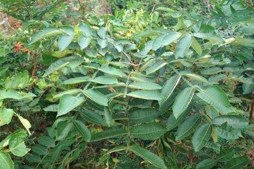 生命力頑強的鹽膚木，鹽膚木基本價值與種植技術介紹