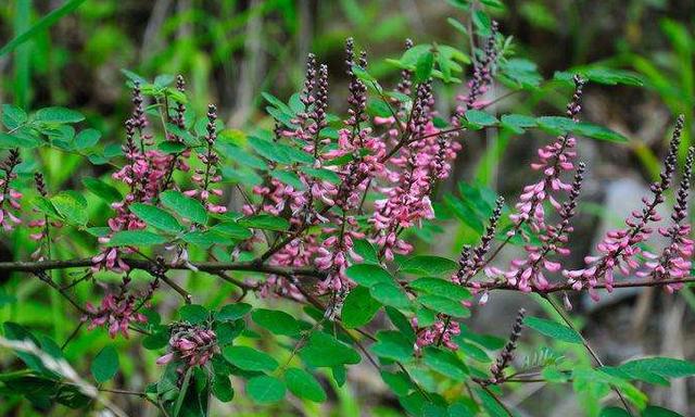 優質牧草—馬棘經濟價值以及播種環境