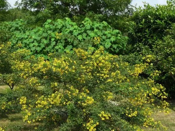 生態綠化種子有哪些，有什么需要注意的