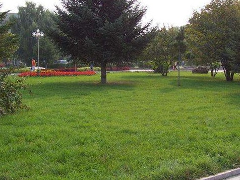 百喜草如何種植，種植方法是什么？