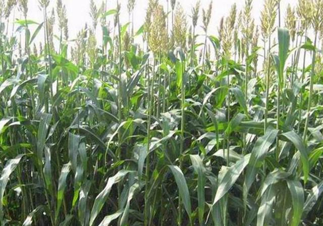 甜高粱播種對生長環境有什么要求,種植應該注意什么 甜高粱播種對生長環境有什么要求,種植應該注意什么