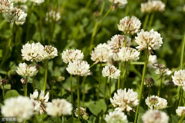 白三葉草優點有哪些，觀賞性怎么樣