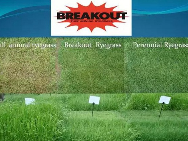 草坪型一年生黑麥草——突破(BREAKOUT WITH STT) 草坪型一年生黑麥草——突破(BREAKOUT WITH STT)