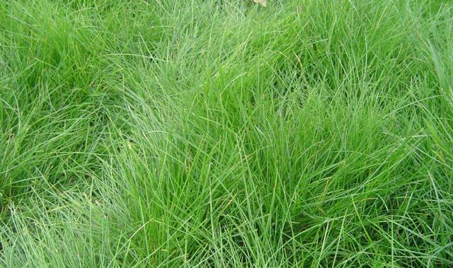 冷季型草坪種子紫羊茅種植起來居然會這么簡單