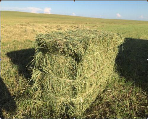 北方最為常見的牧草，牧草基本介紹