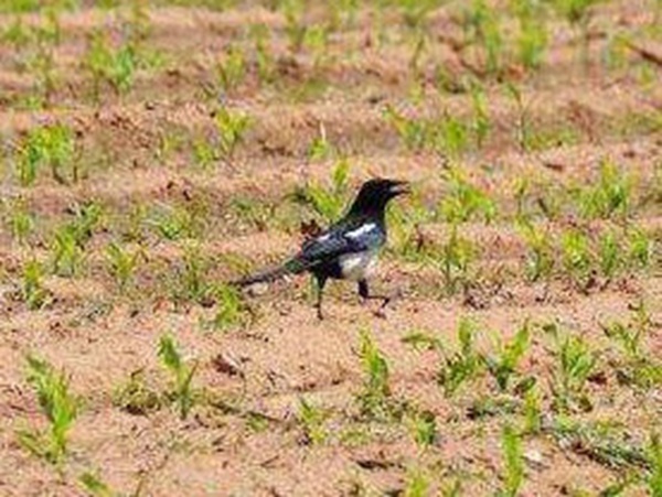 種植墨西哥玉米有這幾個要點，掌握好這幾個要點獲得高產(chǎn)量