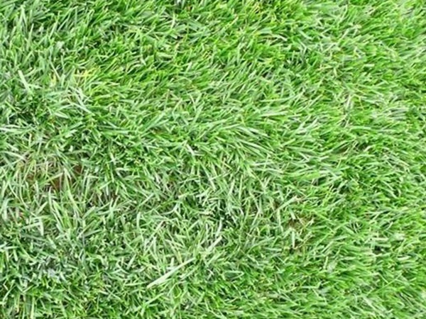 高羊茅——能夠快速成坪的草坪草，具有耐熱性和抗旱性