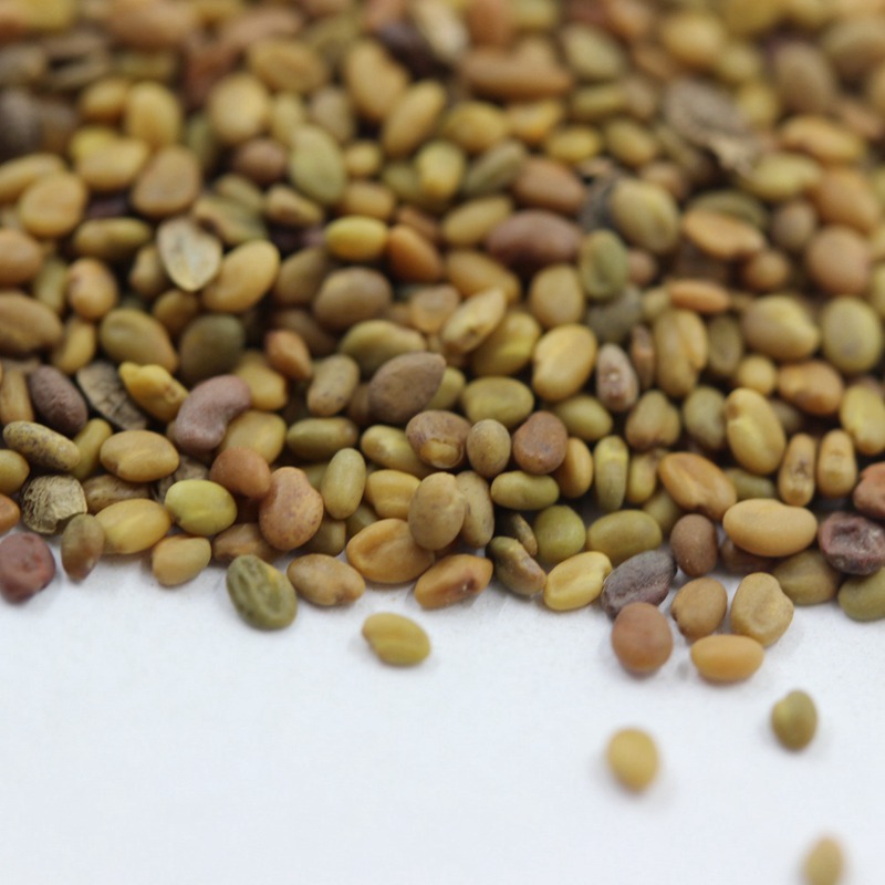 牧草種子——草木樨栽培技術(shù)