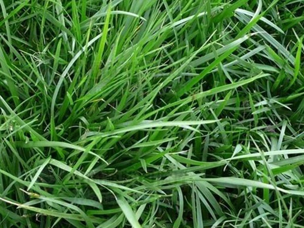 高羊茅——能夠快速成坪的草坪草，具有耐熱性和抗旱性