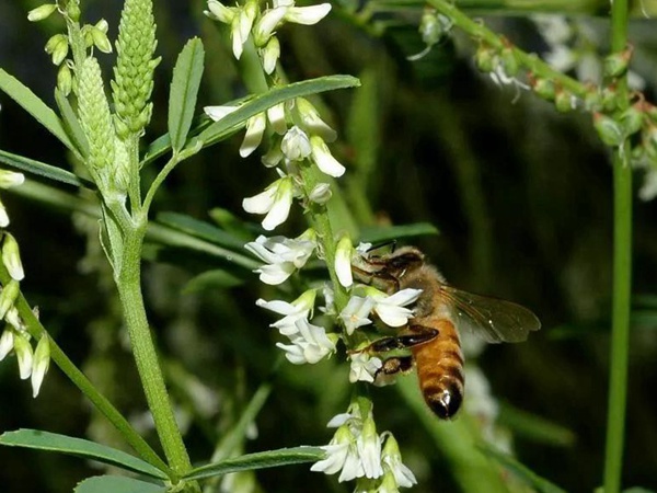 牧草種子——草木樨（白花和黃花）