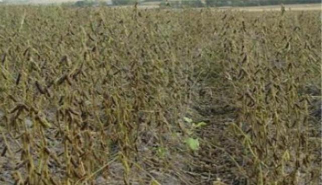 黑豆怎么樣種植？如何提高黑豆高產量？