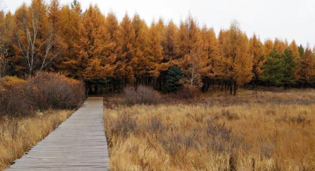 綠化草坪堿茅草的種植方法以及經(jīng)濟價值 綠化草坪堿茅草的種植方法以及經(jīng)濟價值