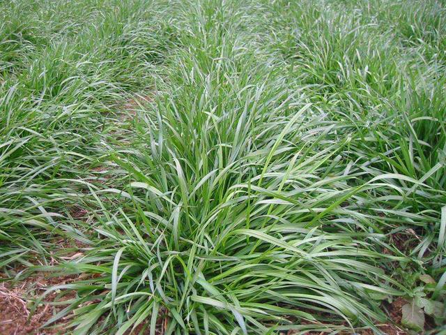 多年生黑麥草在我國的發展形式為何會這么的好? 多年生黑麥草在我國的發展形式為何會這么的好?