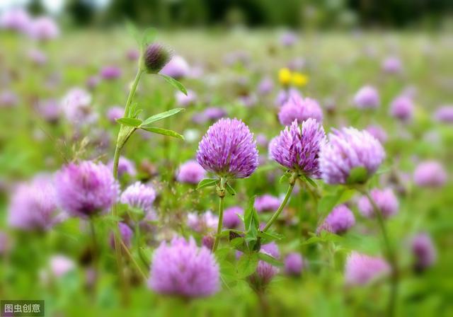 想要紅三葉牧草產(chǎn)量高,應(yīng)該怎么做? 想要紅三葉牧草產(chǎn)量高,應(yīng)該怎么做?