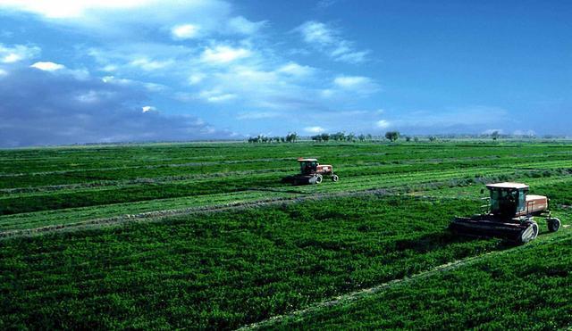 紫花苜蓿人工種植方法有哪些？有什么需要注意的？