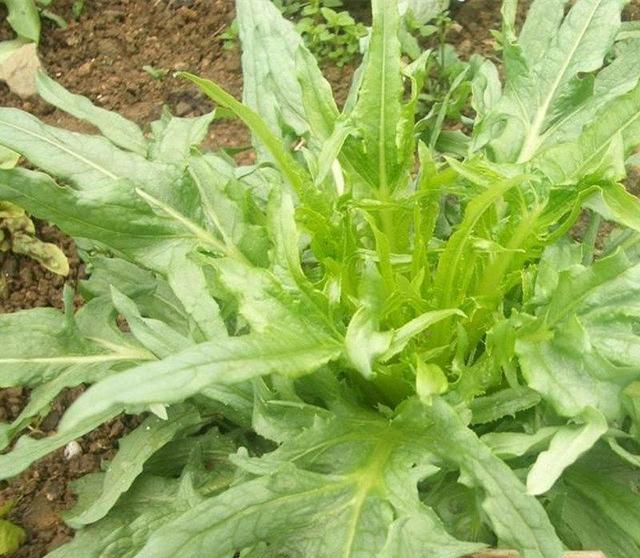 苦荬菜怎樣種植效果好?怎么種植可以高產量 苦荬菜怎樣種植效果好?怎么種植可以高產量