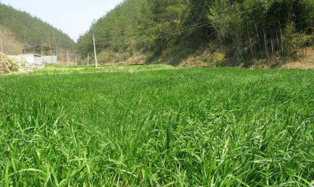 一次種植,多次收益的優質牧草——多年生黑麥草 一次種植,多次收益的優質牧草——多年生黑麥草