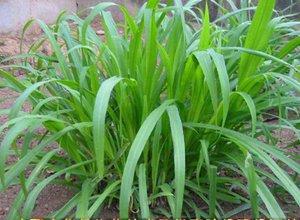 蘇丹草要如何種植,種植蘇丹草方法是什么 蘇丹草要如何種植,種植蘇丹草方法是什么