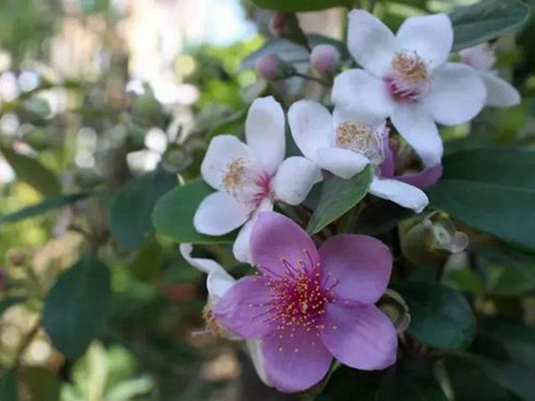 桃金娘的鑒賞與栽培養護