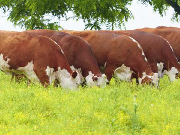 皇竹草養牛,種植皇竹草牧草一畝地可以養殖多少牛? 皇竹草養牛,種植皇竹草牧草一畝地可以養殖多少牛?