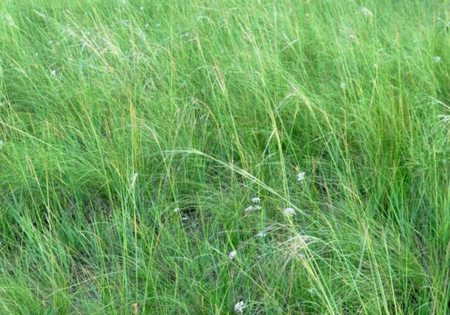 耐活堿草農作物,要知道它的生物特性,種植起來很簡單 耐活堿草農作物,要知道它的生物特性,種植起來很簡單
