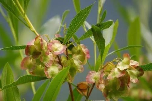 車桑子繁殖方式以及主要經(jīng)濟價值 車桑子繁殖方式以及主要經(jīng)濟價值