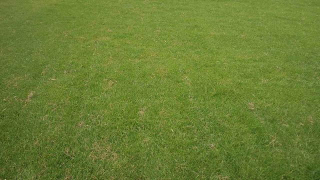 草坪綠化中的王者，護坡能力強大的的剪股穎草種