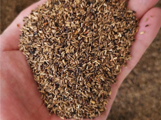 菊苣的主要價值及種植技術介紹