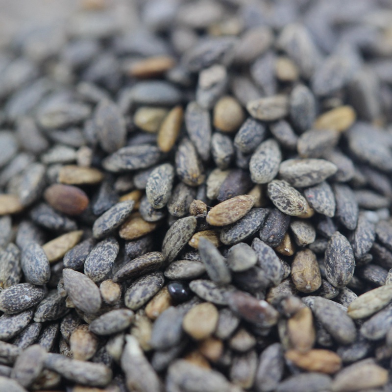 紅花鼠尾草 紅花鼠尾草