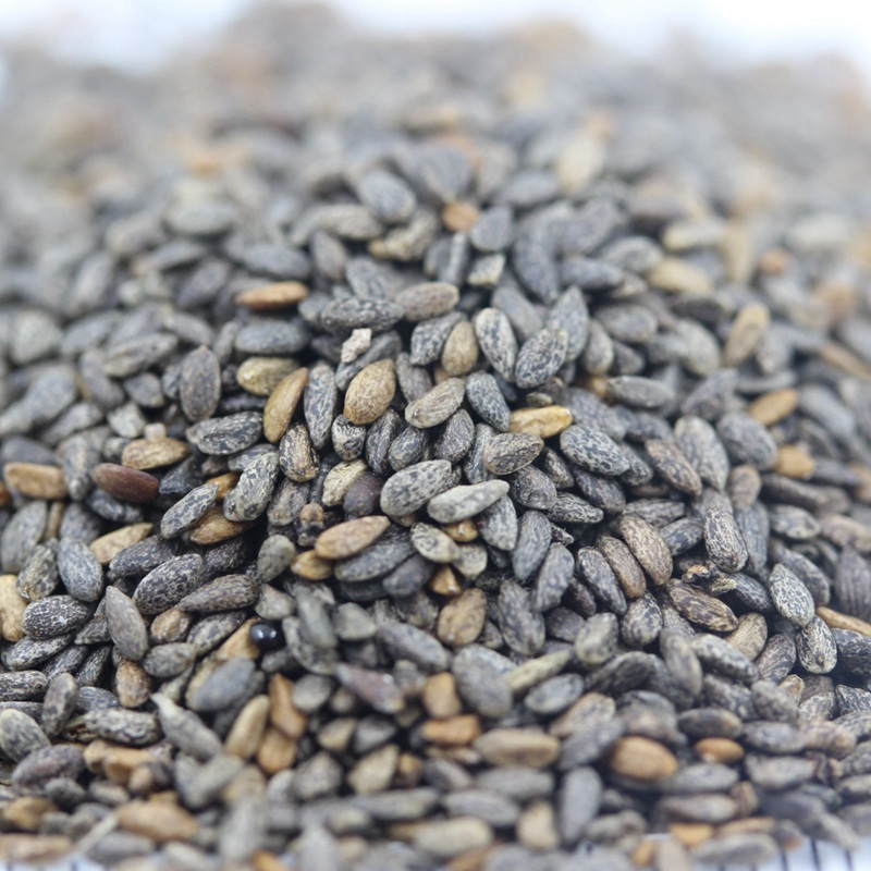 紅花鼠尾草 紅花鼠尾草