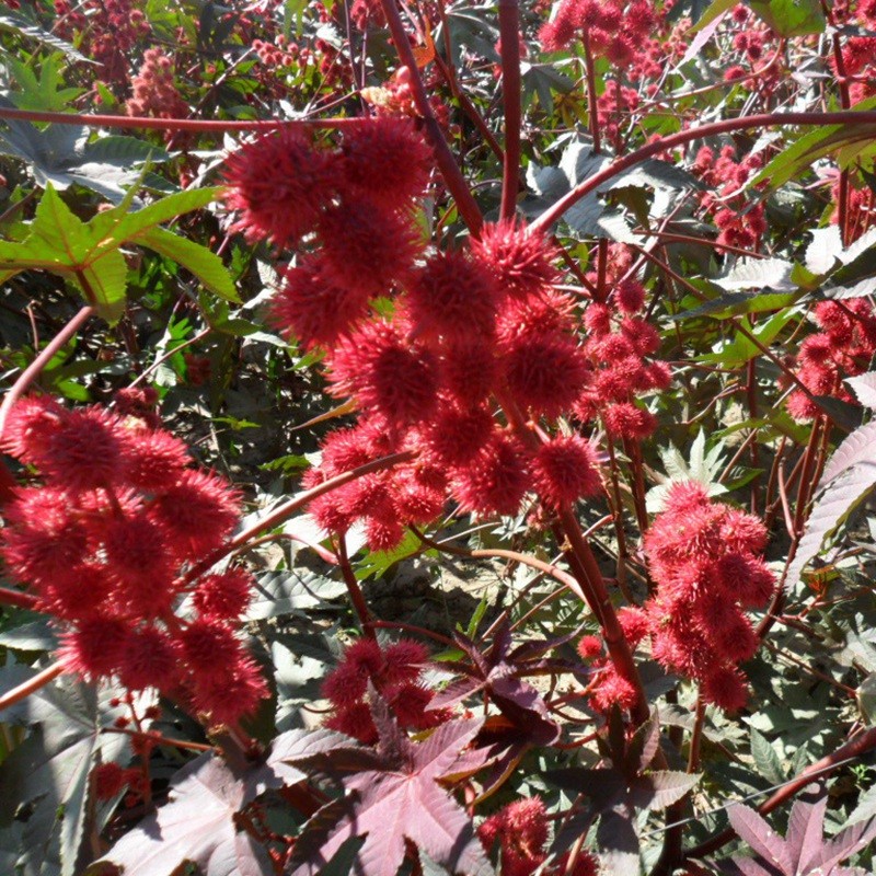 紅色蓖麻 紅色蓖麻