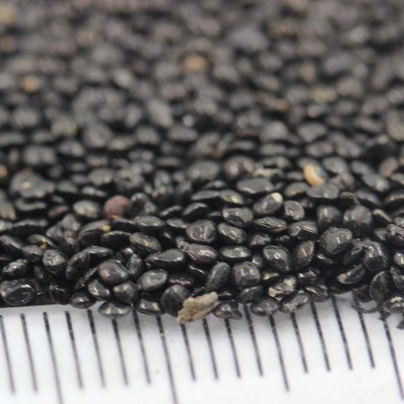 火焰雞冠花 火焰雞冠花