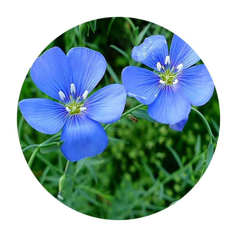 藍花亞麻 藍花亞麻