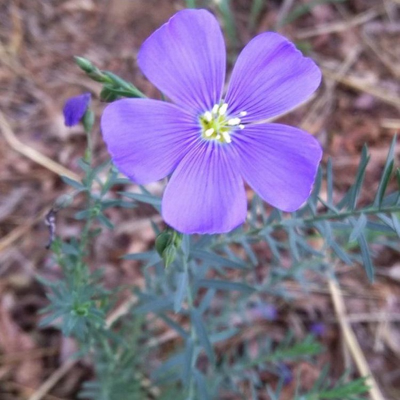 藍花亞麻 藍花亞麻
