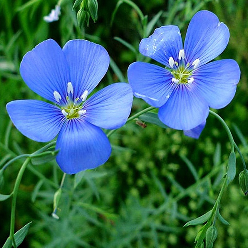 藍花亞麻 藍花亞麻