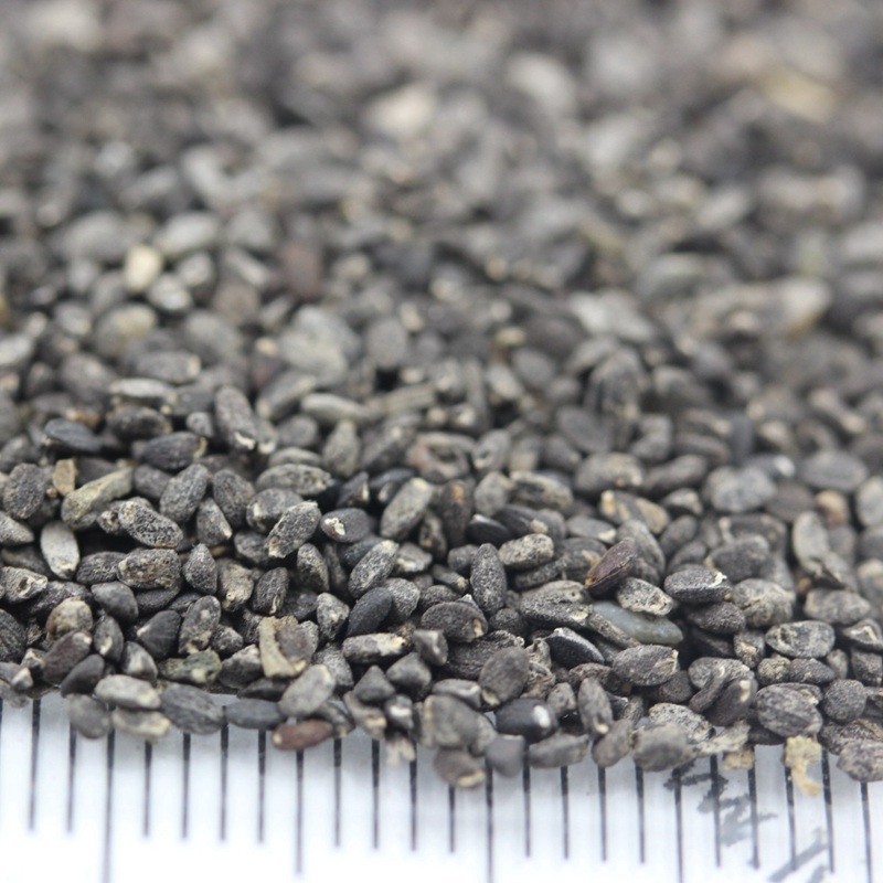 留蘭香薄荷 留蘭香薄荷