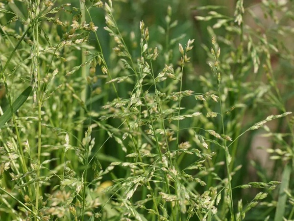 草地早熟禾種子——Poa pratensis  