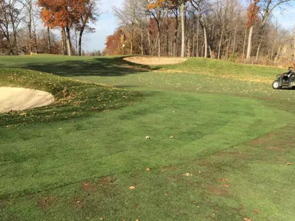 早熟禾與匍匐剪股穎這兩種草坪有什么區(qū)別？