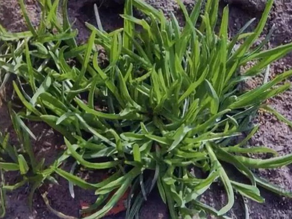 早熟禾，處理方法