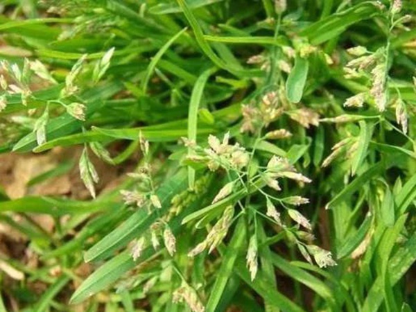 早熟禾，處理方法