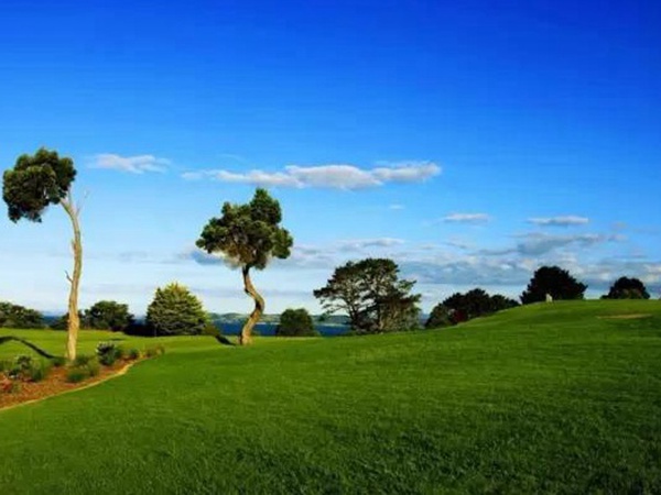 四季青基本介紹以及繁殖方法 四季青基本介紹以及繁殖方法