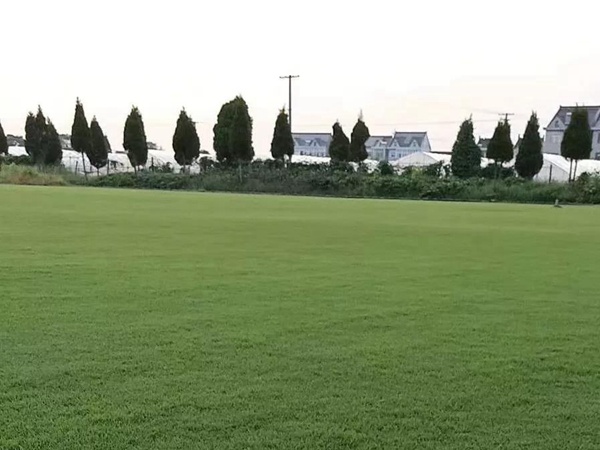 草坪種子中的王者——果嶺草 草坪種子中的王者——果嶺草