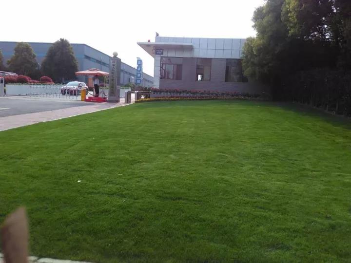 果嶺草冬季養殖方法以及養護技術 果嶺草冬季養殖方法以及養護技術